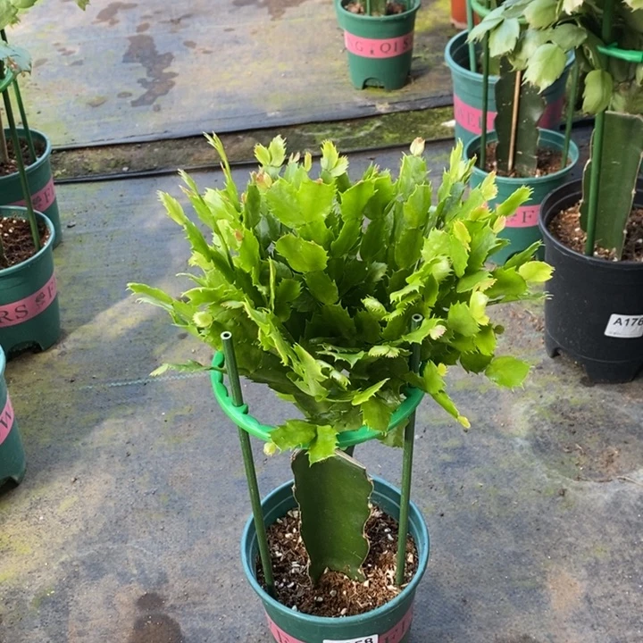 当前无花栽培后可以开花958嫁接060
