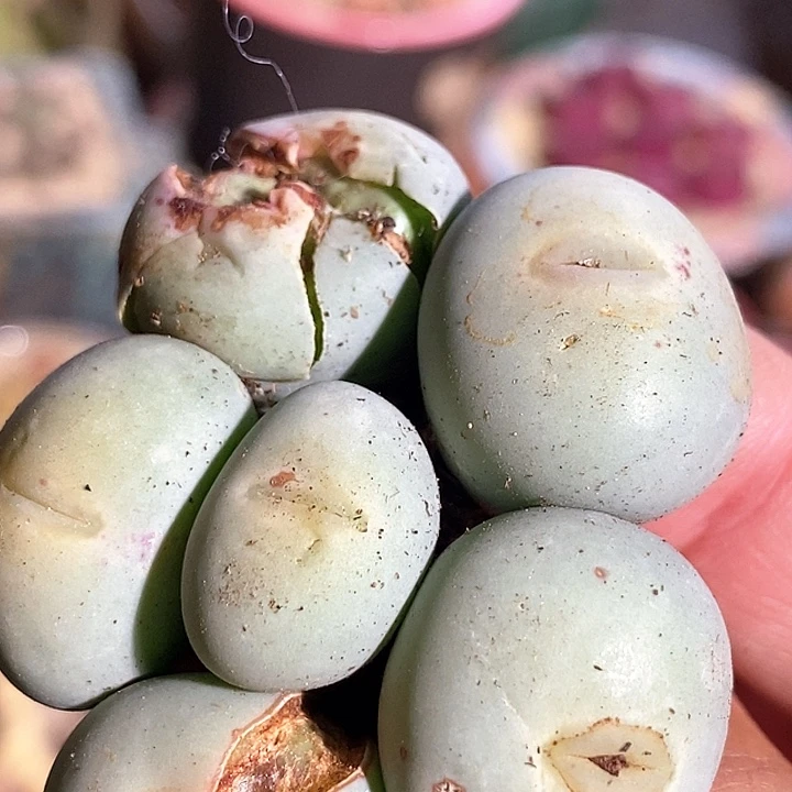 4506大嘴小红嘴一颗