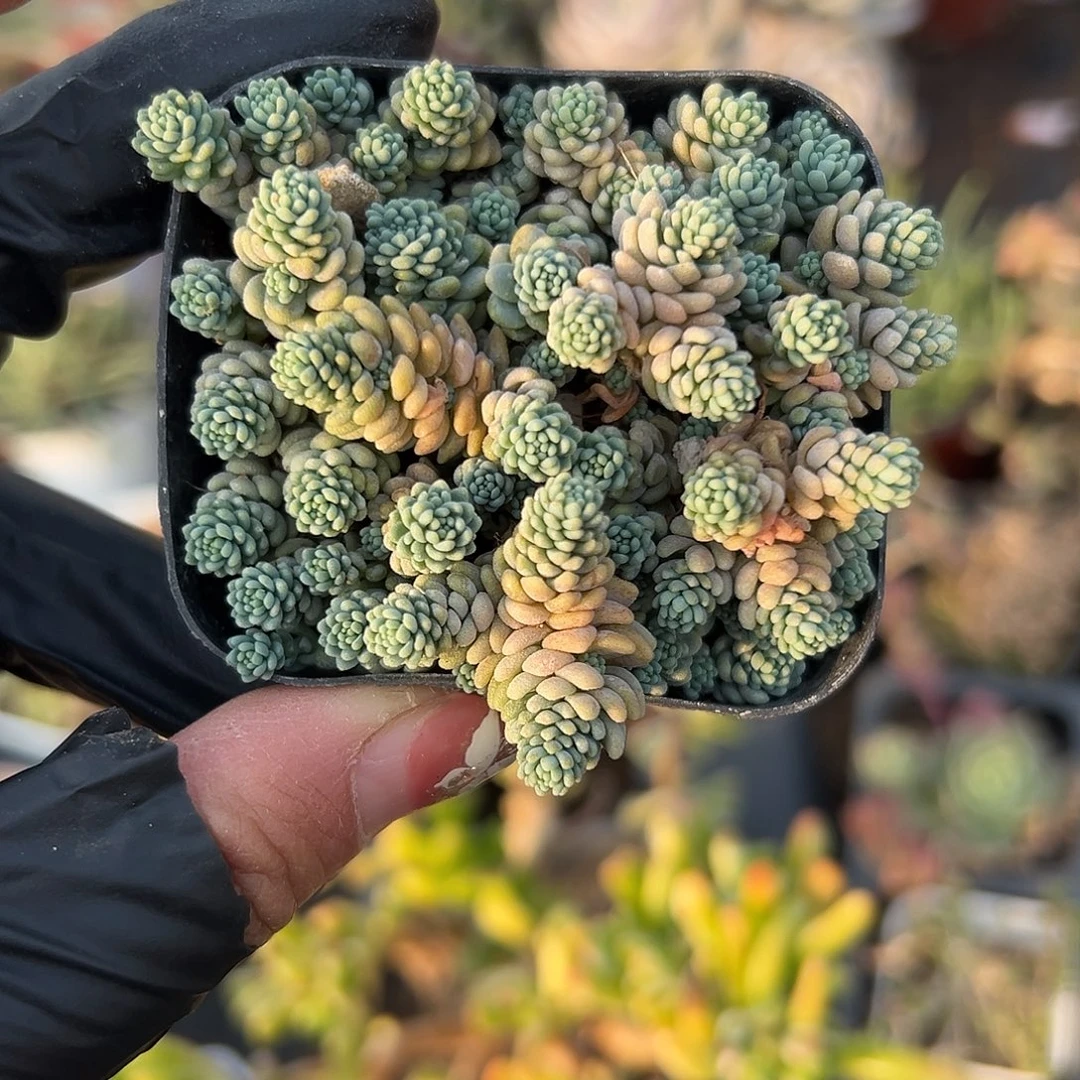 多肉植物姬星美人