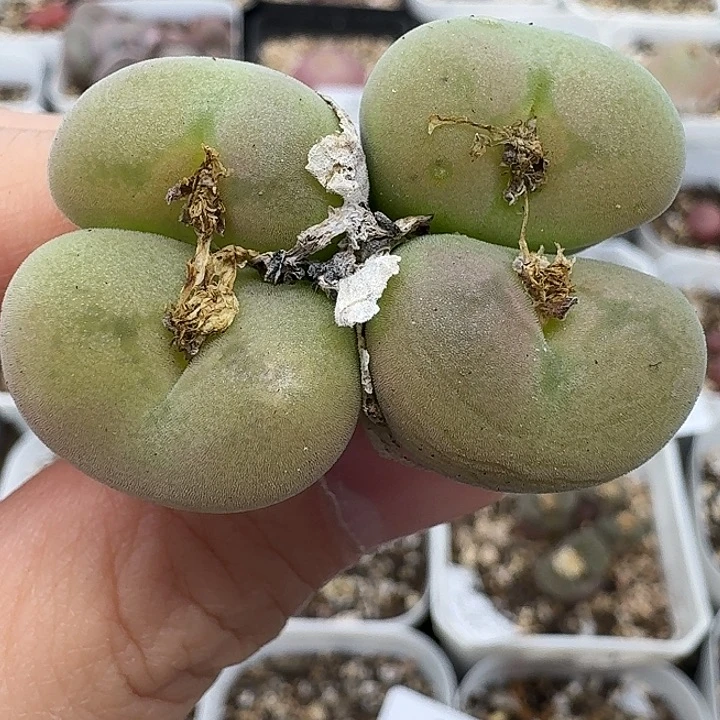 老马生石花空卡佛221