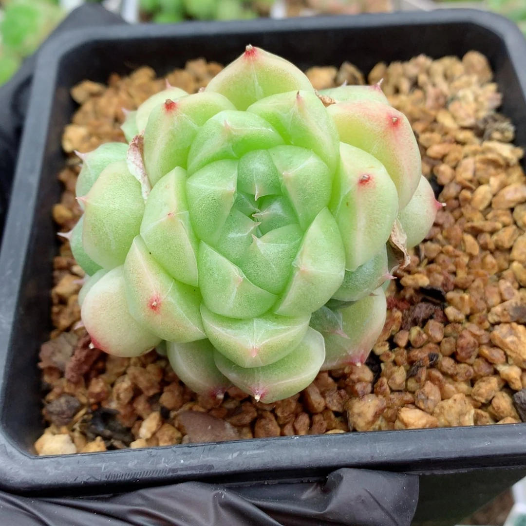 58包邮  群生不包整麦秆65