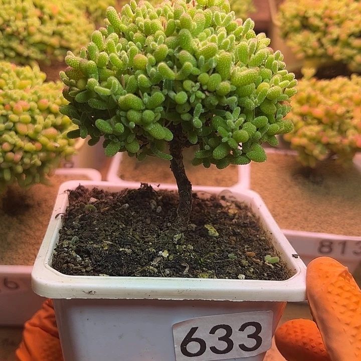 无花朵633金桔糖球