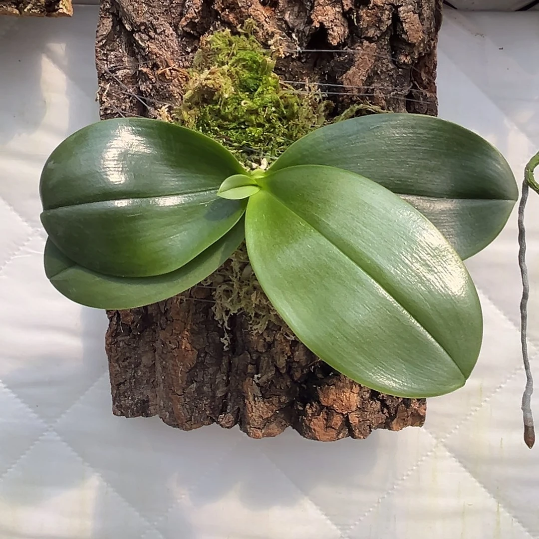 用***6当前无花栽培后可以开花