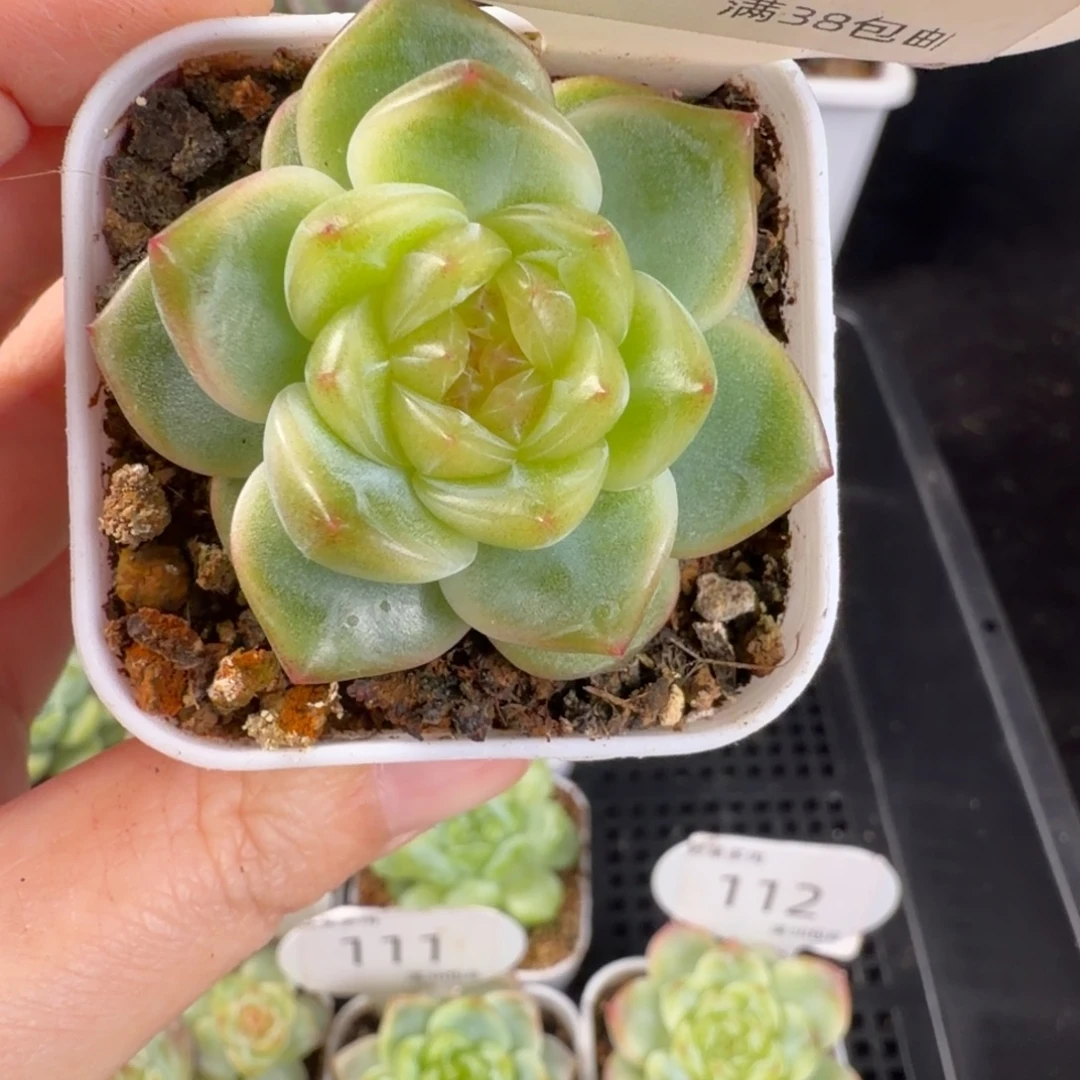 花30珍妮单头孤品113号