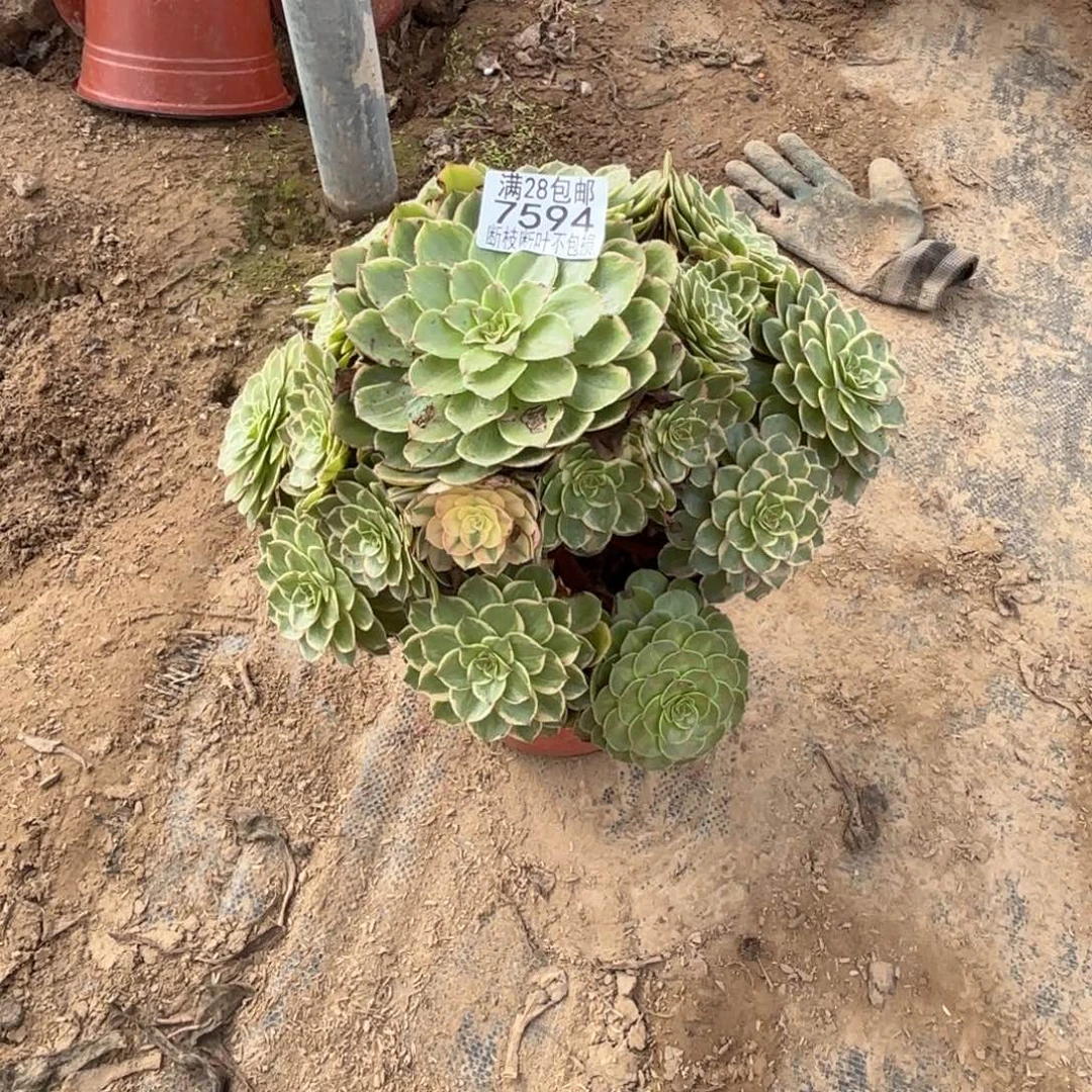 X 7594莲花座多肉。bad
