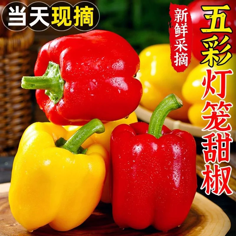 山东寿光现摘现发水果彩椒红黄双色新鲜采摘