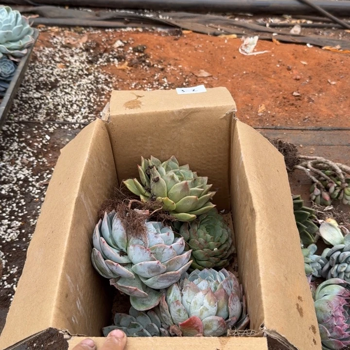 3-2多肉杂交一箱子混合五号箱子量拍