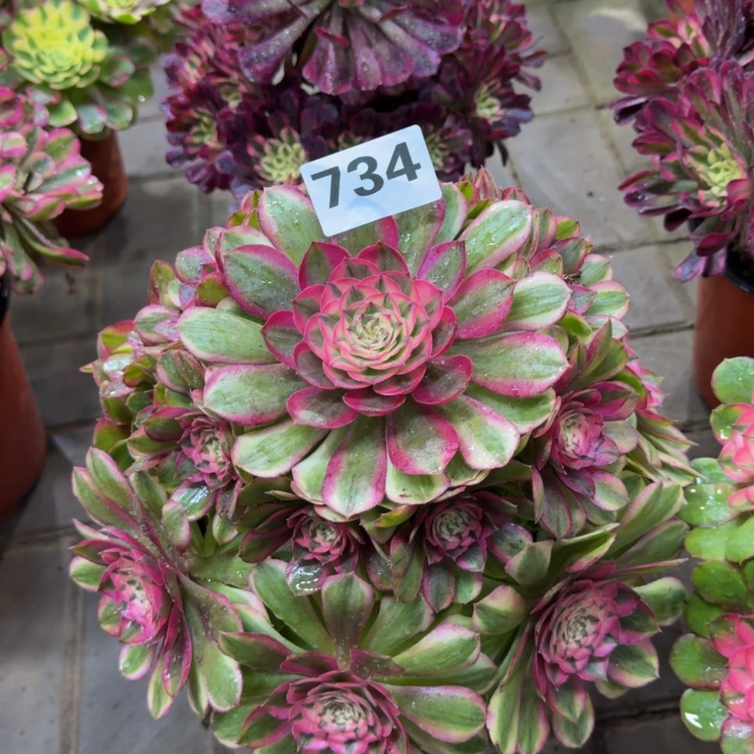 多肉植物734半糖法师