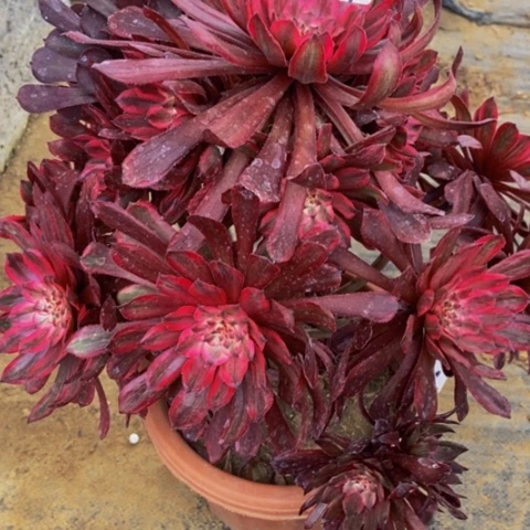 紫霞仙子147多肉不包断