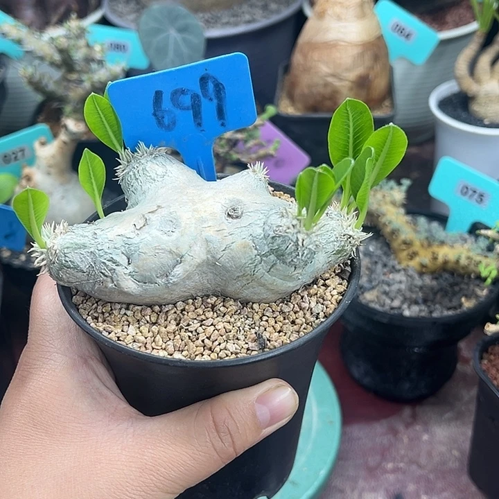 惠比须笑产地多肉植物