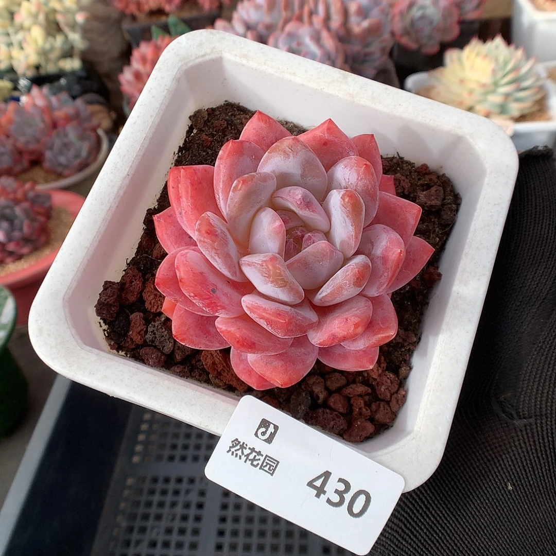 430雪天使多肉植物6666