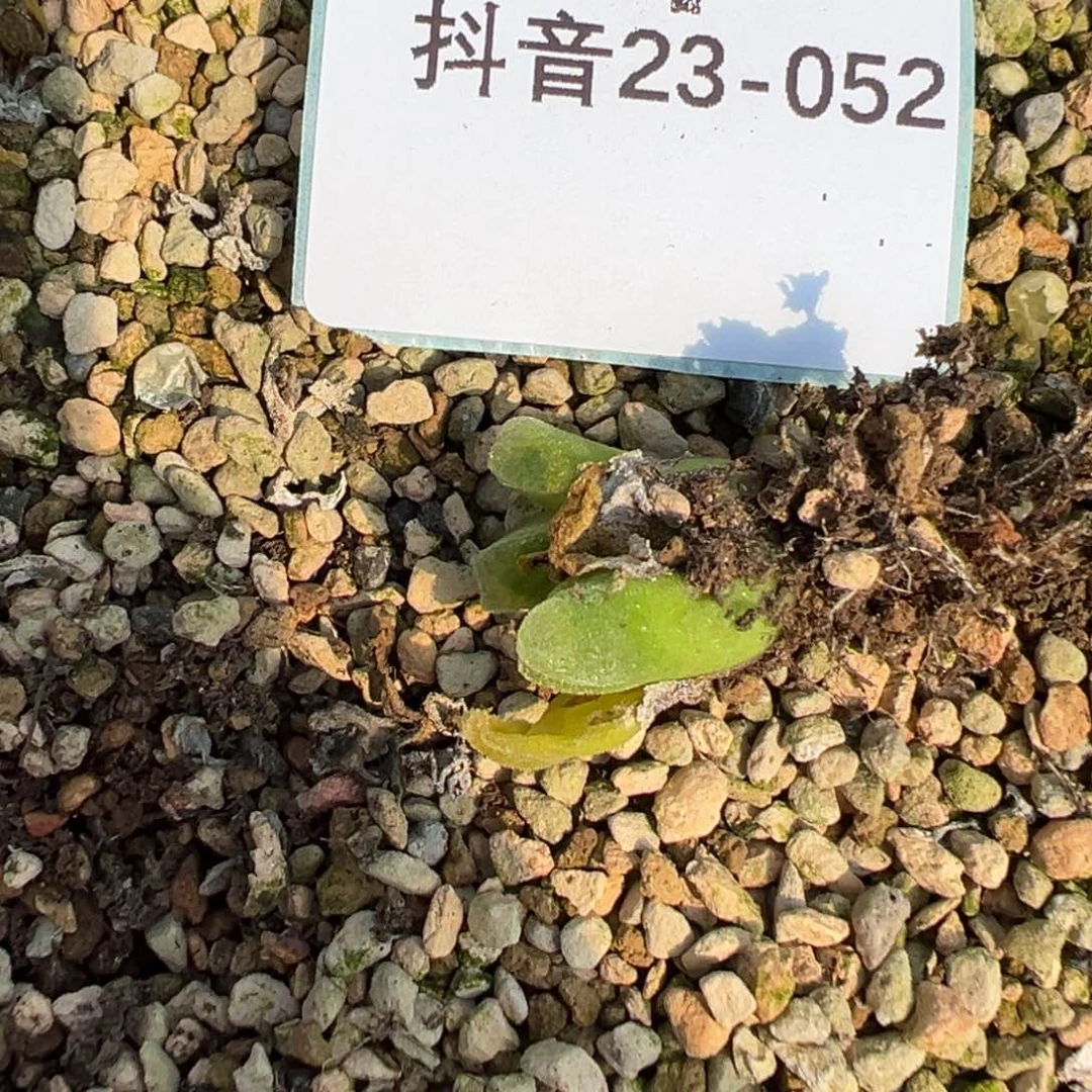 23-52量拍双头冰风铃母本5颗