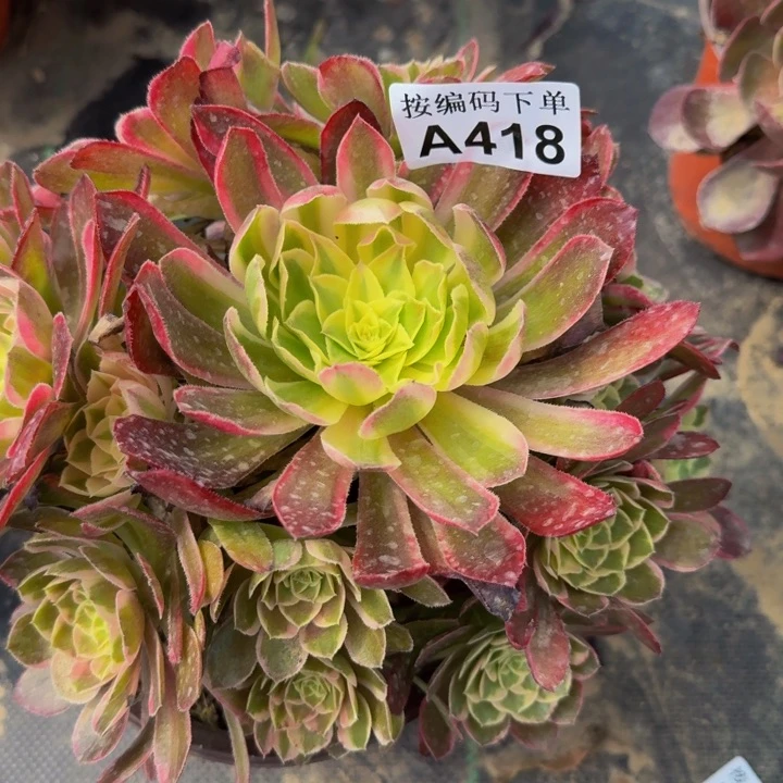 418万花筒多肉植物