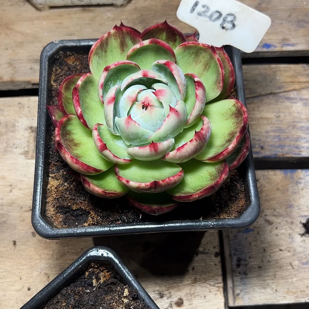 素***颜惊鸿仙子一物一拍1208号