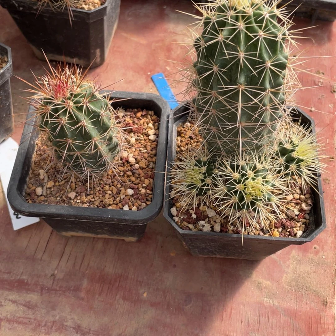 鹿角柱实生仙人球锦御旗