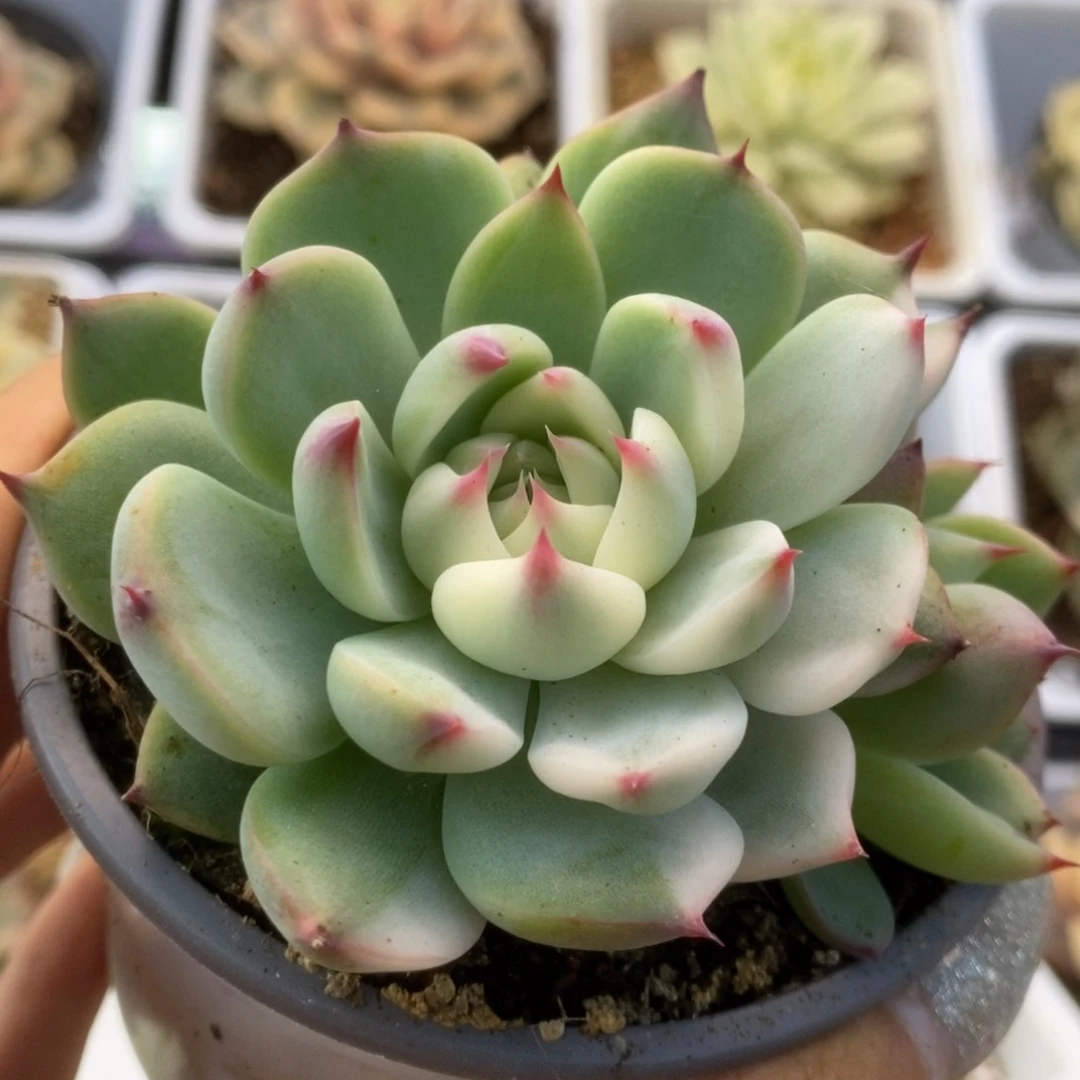 420锦锦锦锦锦锦锦锦锦