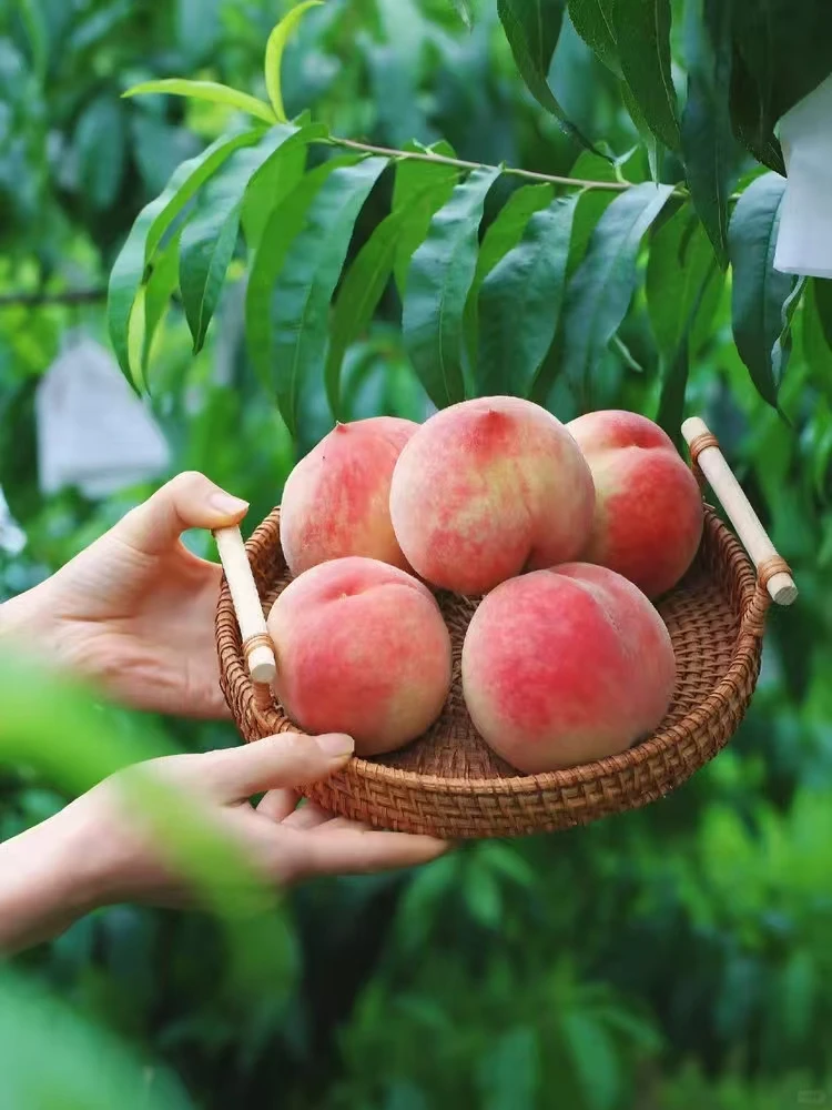 贵州永乐艳红桃 中果· 5斤  新鲜应季艳红桃