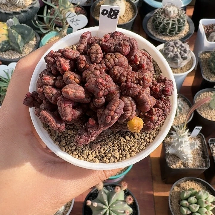 018号高莎石化仙人球