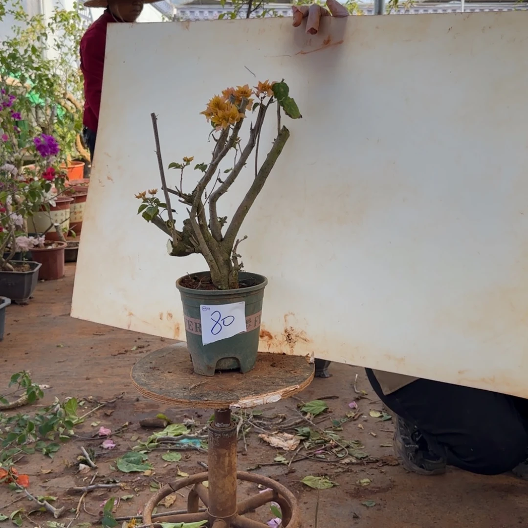 大部分开放少量花苞重瓣黄 80