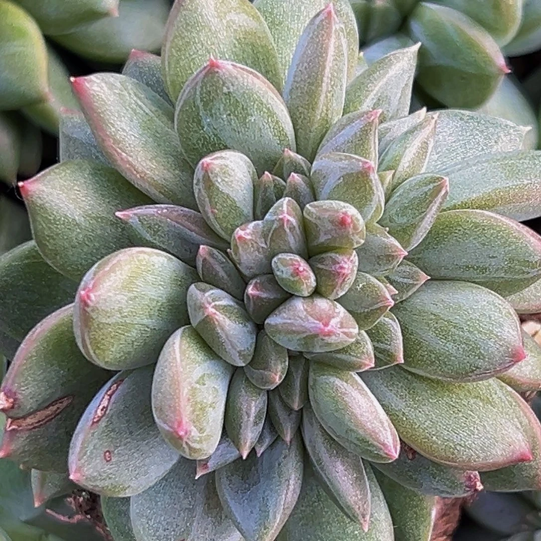 桔云多肉美人精品系列