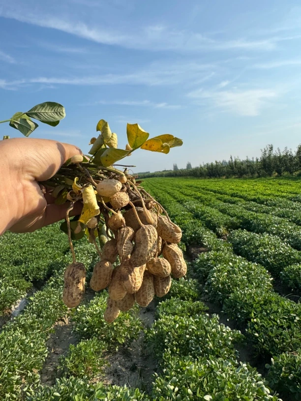 新鲜现挖带壳湿花生可水煮生吃农家自种颗粒饱满