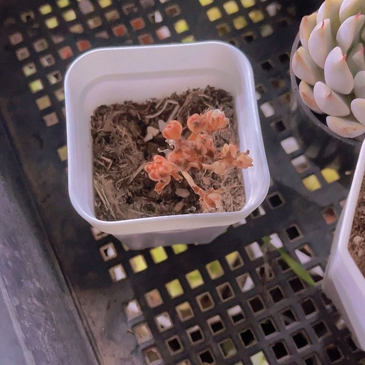 精品小人继锦带盆土发