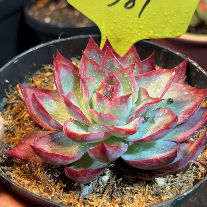 喇叭三角惊鸿一物一拍包装收缩花旱381