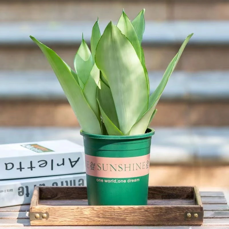 白玉皮兰盆栽室内客厅办公室桌面净化空气绿植吸甲醛防辐射植物