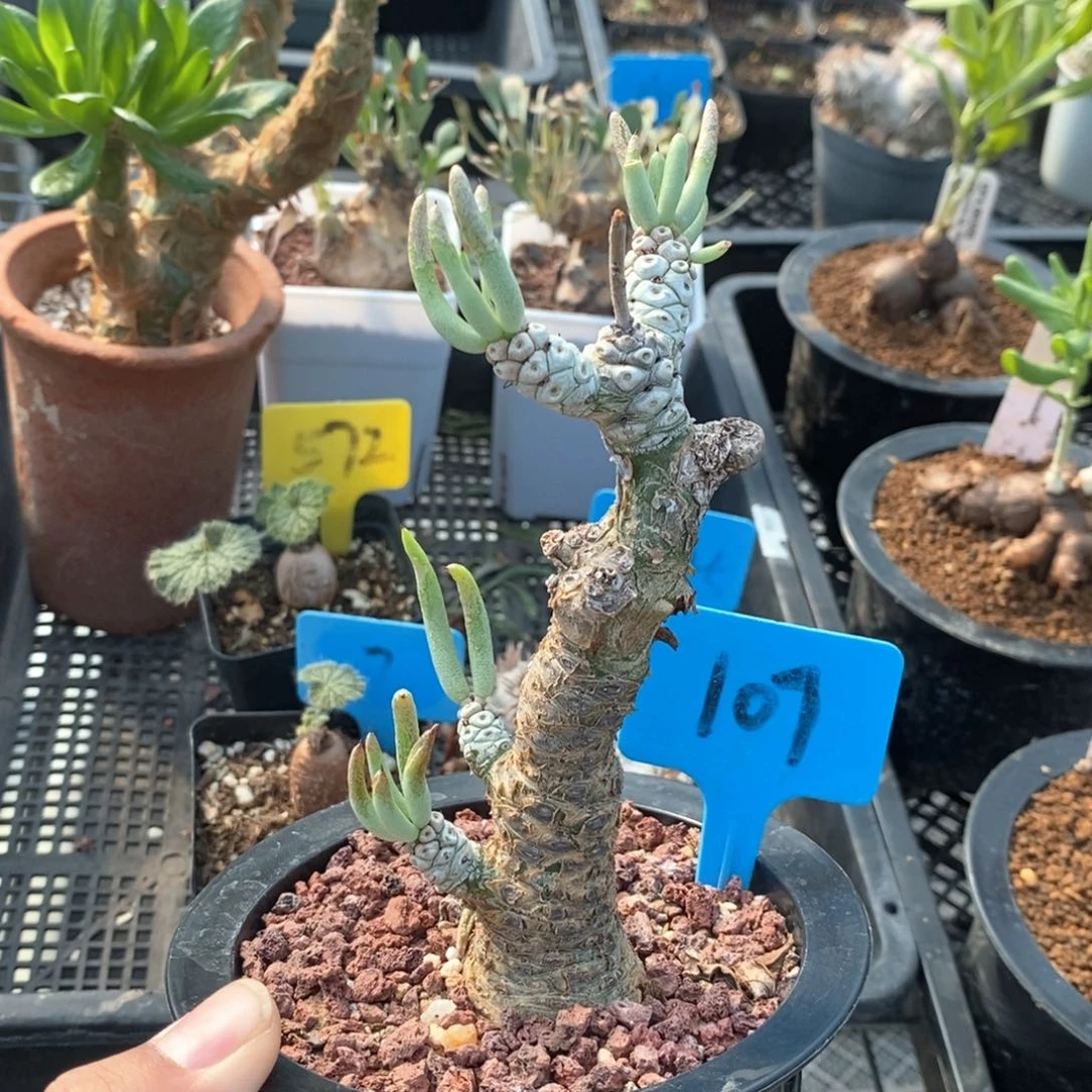 白象多肉植物产地