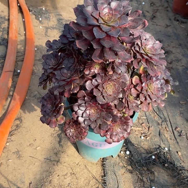 红桐中斑多肉植物29