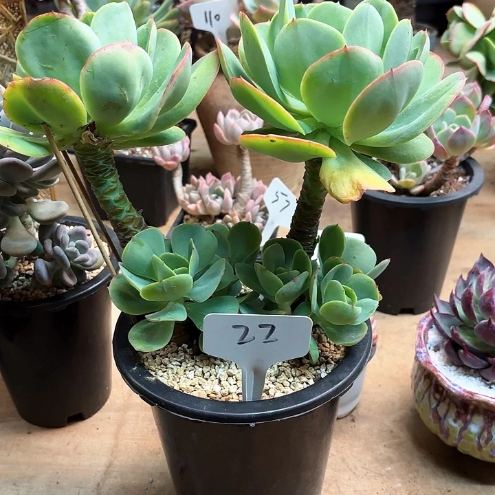 多肉植物，鸡蛋碧桃22号