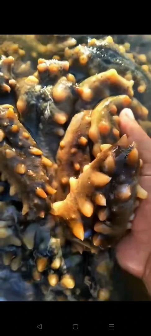 大连深水海参活参50斤，现场称重免费加工，四斤活参出一斤成品