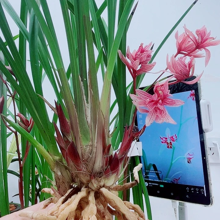 寒兰红霞牡丹4苗多花