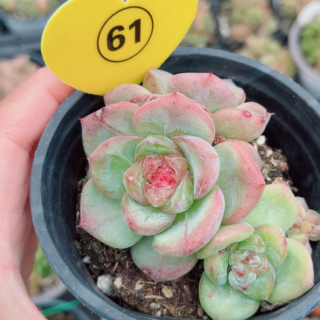 61号小老桩珍妮群