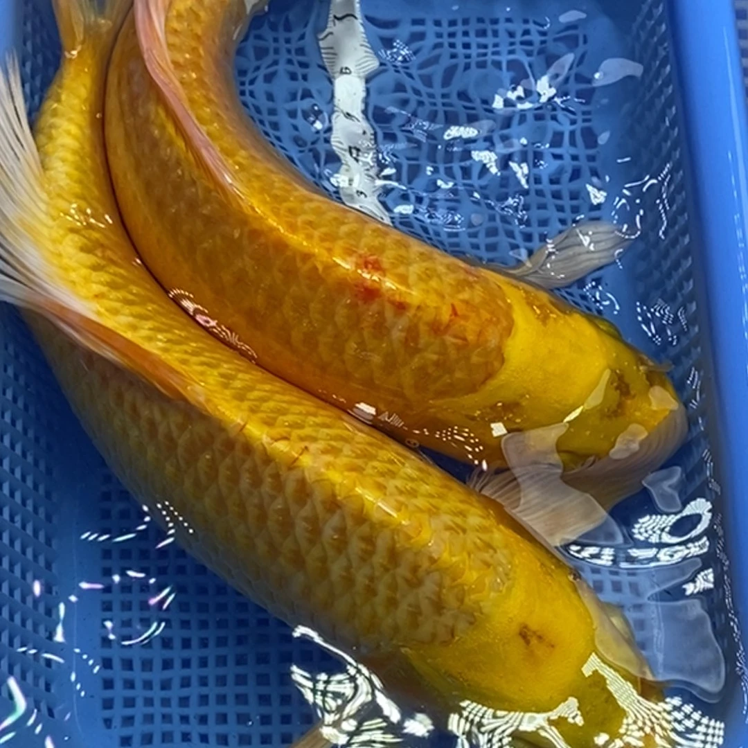 锦鲤冷水锦鲤包邮