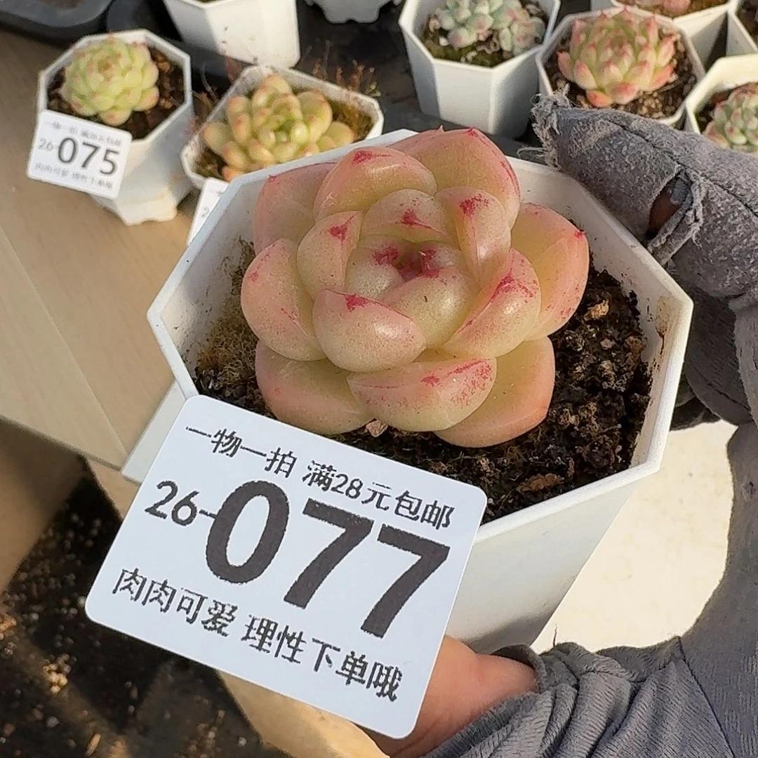 M100无盆土发货无