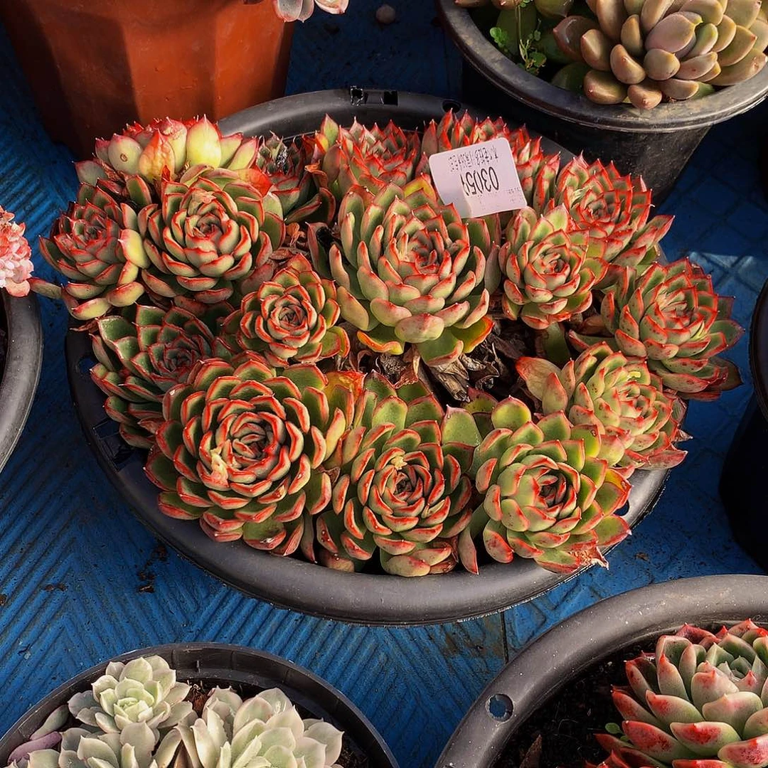 暮***雨     萤火虫多肉03059