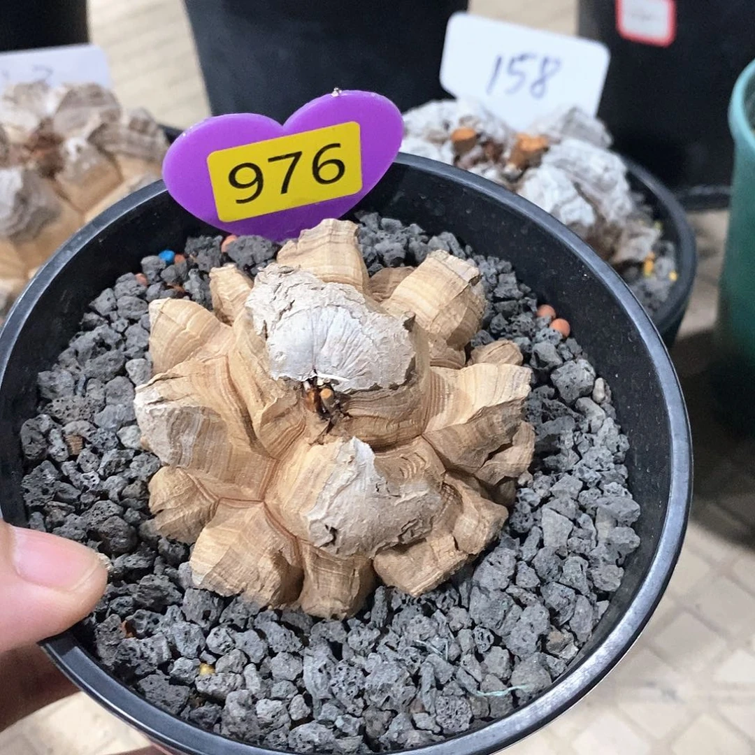 南非龟甲龙龟甲龙