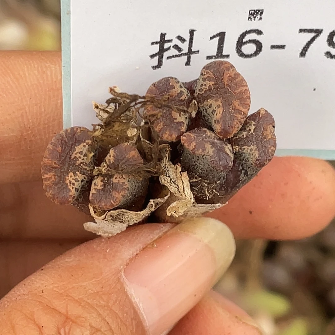 姬***君16-79肉锥多肉植物