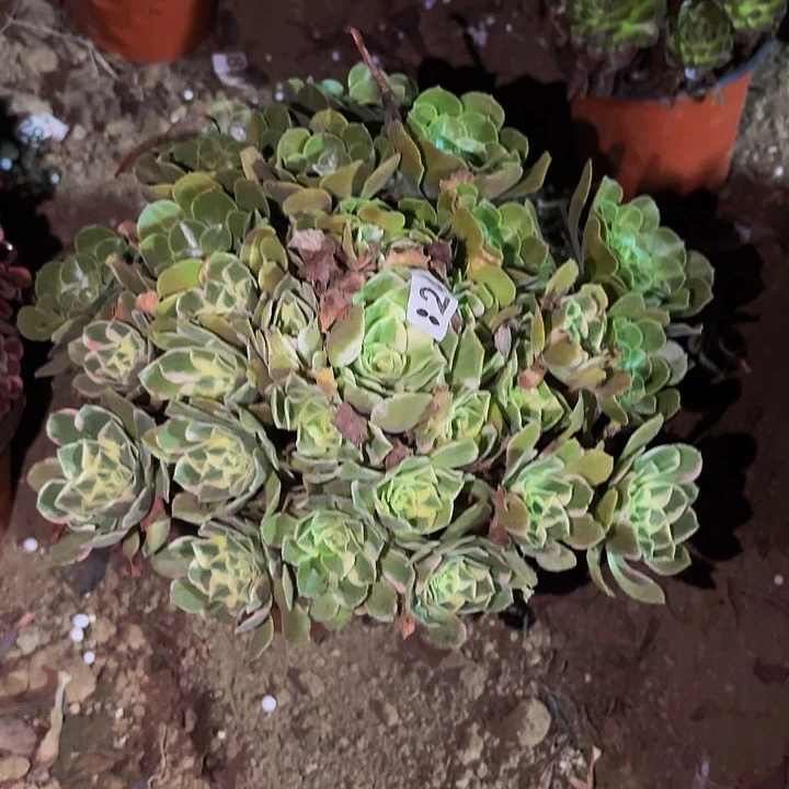 824男神多肉植物不售后
