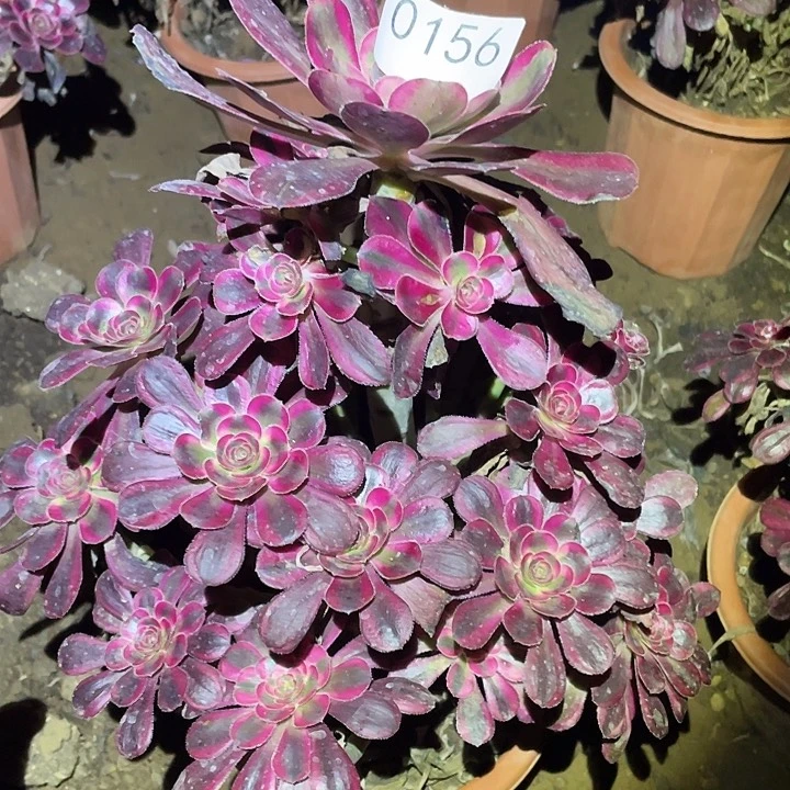 多肉植物法师156丽娜