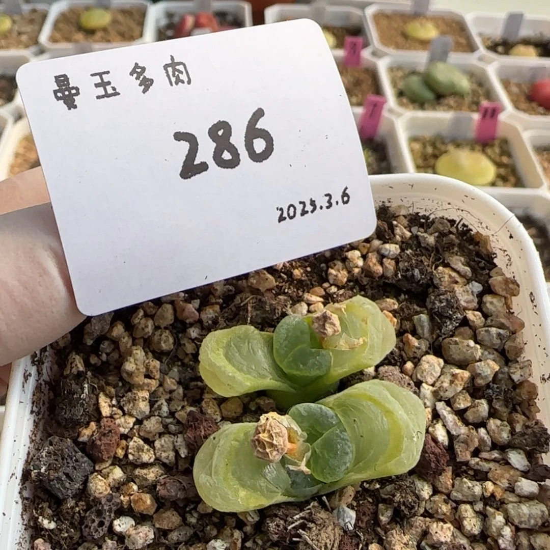 毛**?多肉多肉多肉3-286