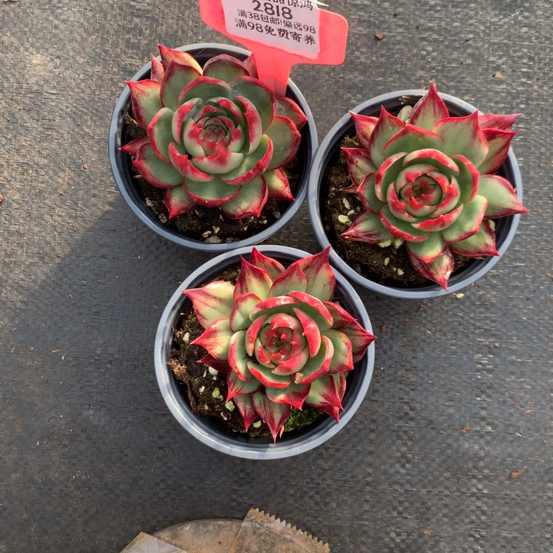 2815号多肉植物惊鸿3颗