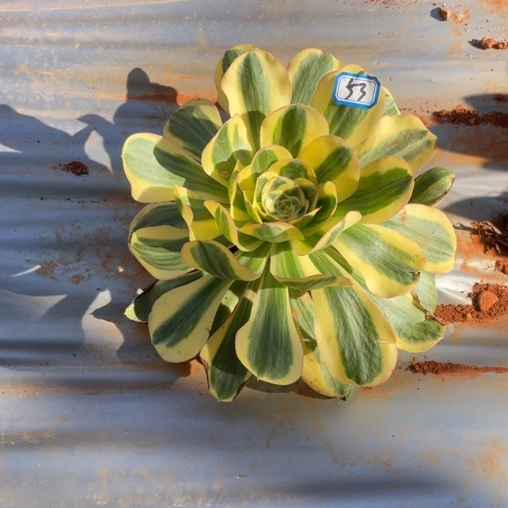 53.10王菲君美丽法师锦