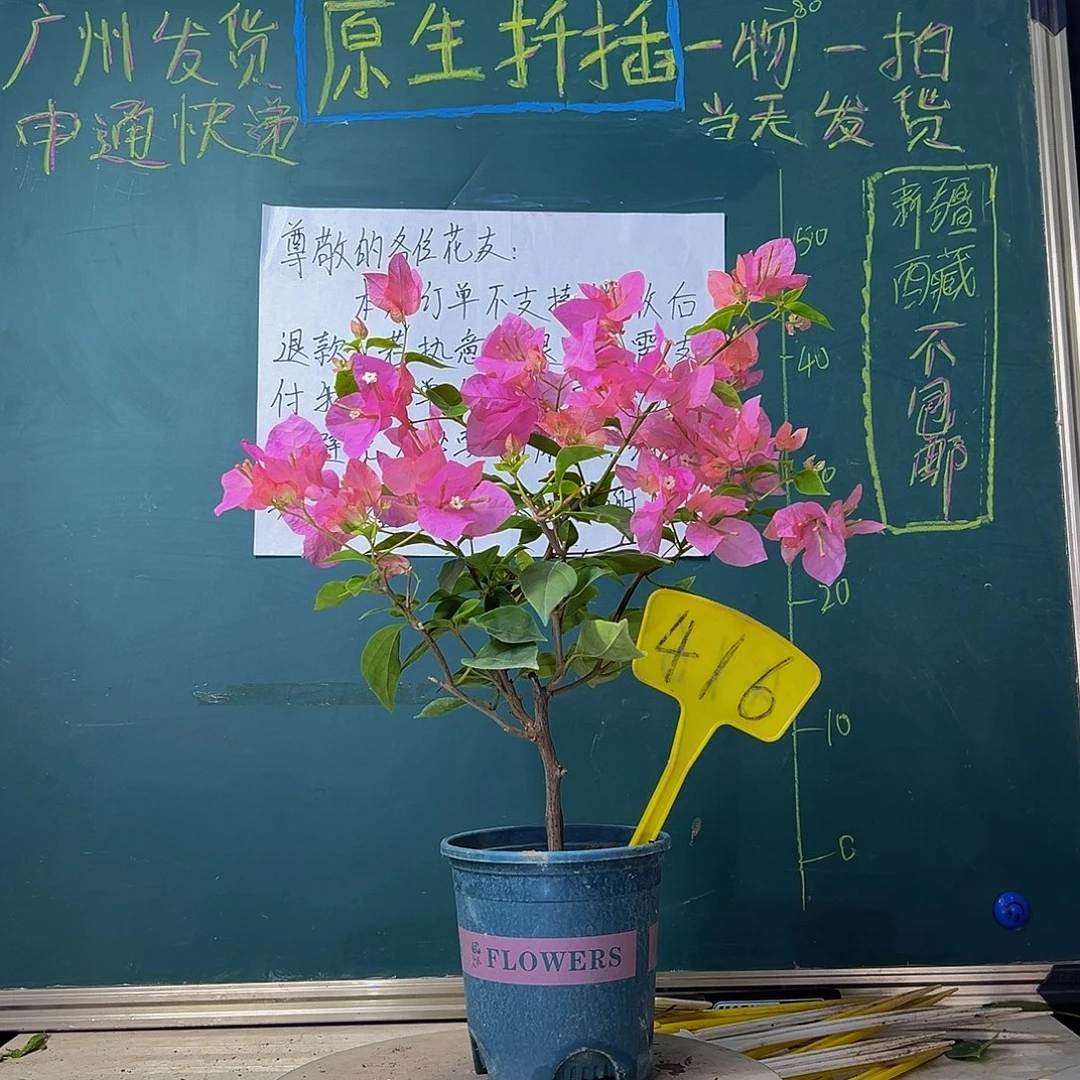 当前无花栽培后可以开花橙粉公主416