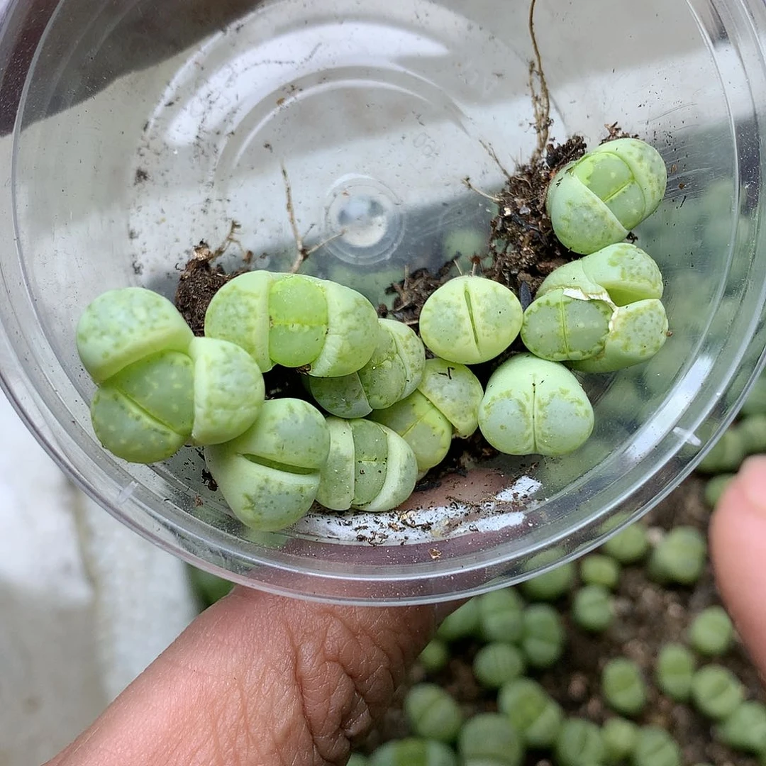 淼*媛H448多肉植物保护