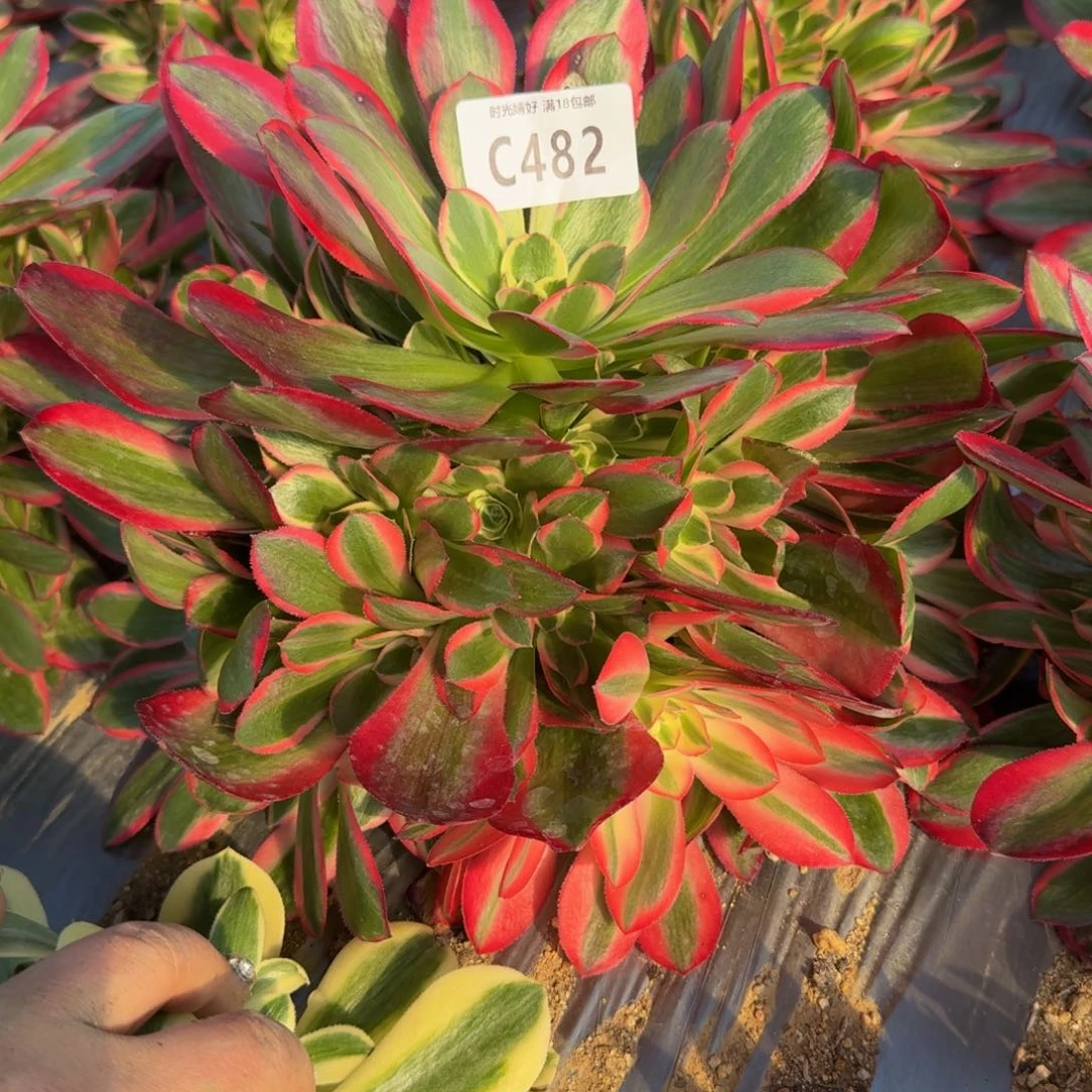 482妖月。多肉植物