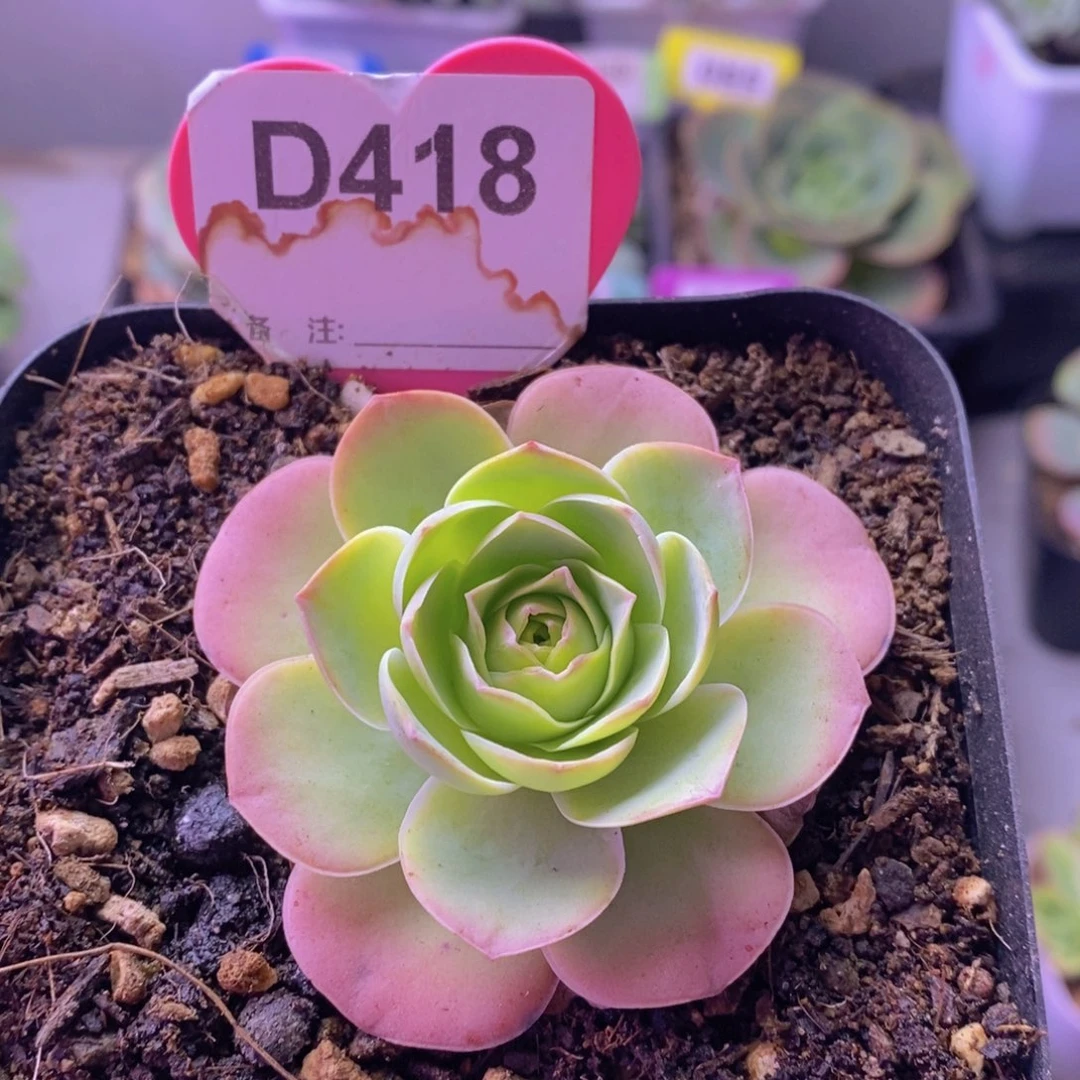 山地玫瑰一物一拍D418