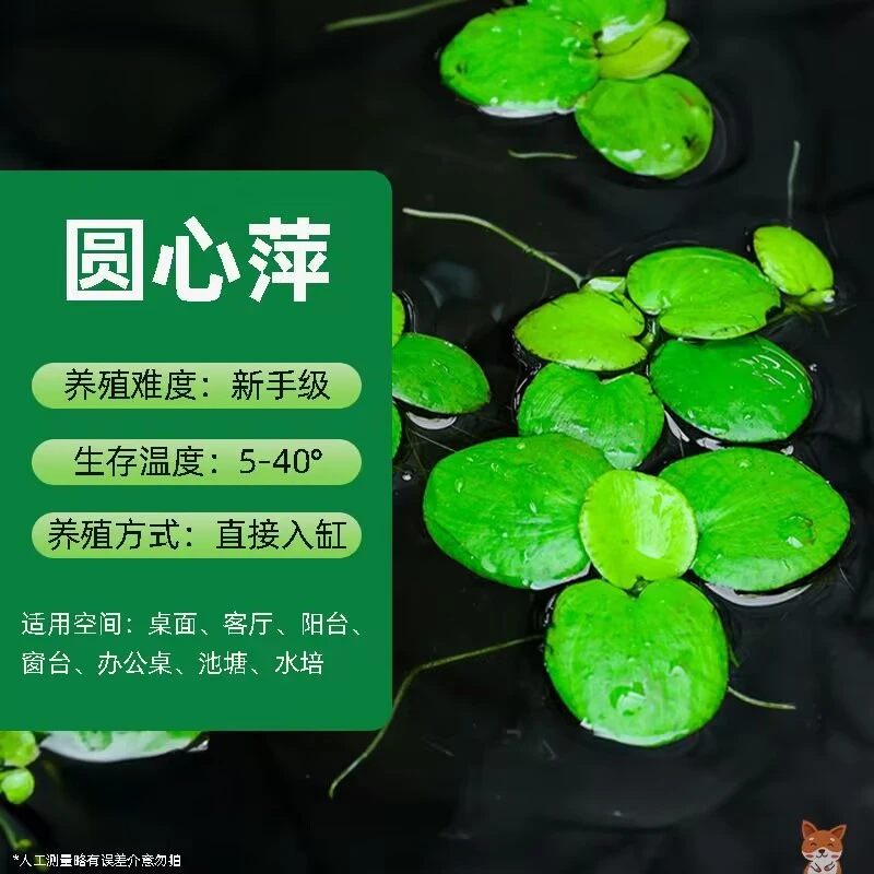 圆心豹纹水质净化水生培植物懒人水草鱼缸专用水草