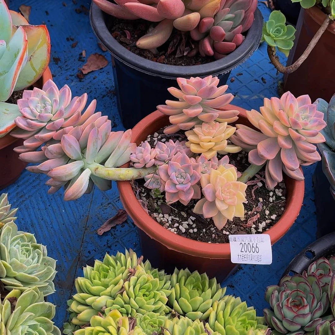 公***财       淡雪锦多肉20066